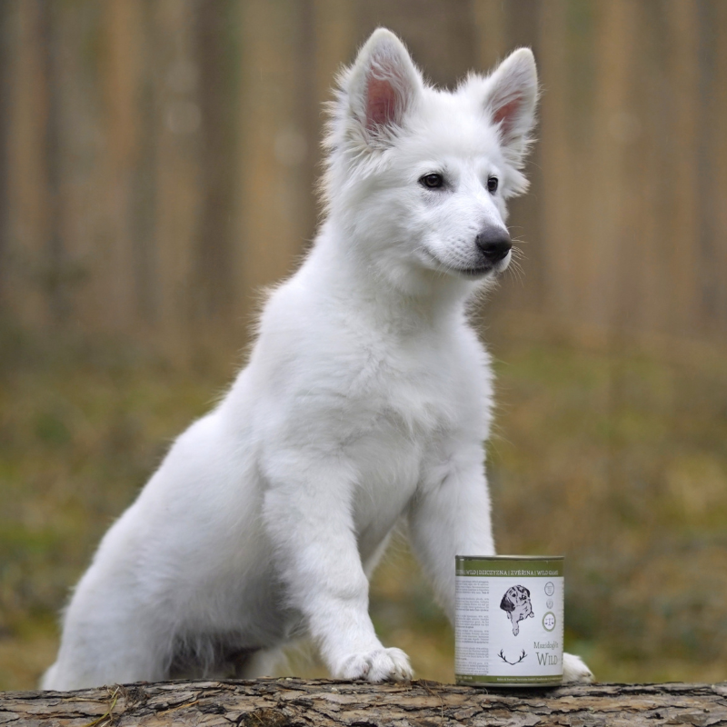 Hund Trockenfutter Hund Trockenfutter